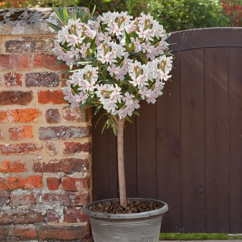 YouGarden Oleander White 'Soeur Agnes' Standard, Established Tree 95-115cm Tall in 18cm Pot