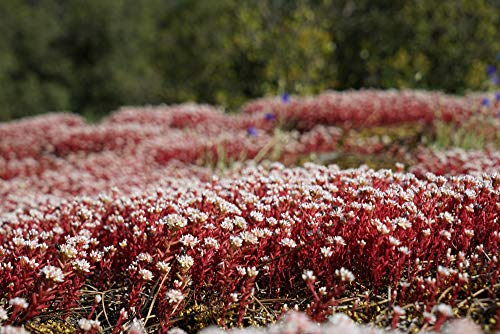 Sedum 50 Samen Dragon's Blood- Rot Kaukasische Bodendecker-Fetthenne Samen