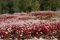 Sedum 50 Samen  Dragon's Blood- Rot Kaukasische Bodendecker-Fetthenne Samen