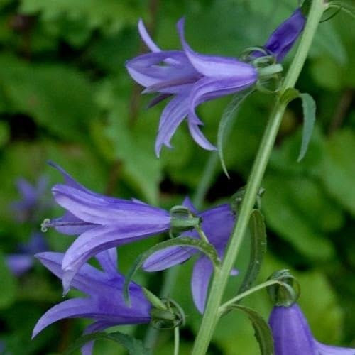 Plant World Seeds - Campanula Rapunculus Seeds (Annual/Perennial Flower Seeds)