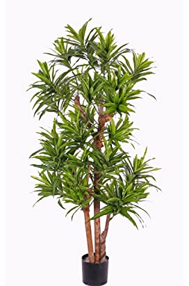 Dracaena Kunstbaum reflexa 120cm mit Mehreren Naturstämmen und 846 Blätter - Künstlicher Drachenbaum Dracena Baum