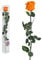 Ewige Rose - 50cm ORANGE - Echte Rosen, gefriergetrocknet, infinity Blumen mit Stiel und Blättern - Heiratsantrag Deko, infinity rosen, Ewig blühende Rose