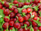 PEPERONE TONDO PICCANTE CALABRESE NR.100 SEMI