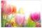120x80cm - Fotodruck auf Leinwand und Rahmen Tulpen Blumen Frühling farbenfroh - Leinwandbild auf Keilrahmen modern stilvoll - Bilder und Dekoration