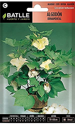 Semillas Batlle Algodon Ornamental