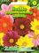 Dahlie Mignon-Mischung Dahlia variabilis