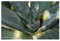 Aloe ferox - Aloe - 10 Samen