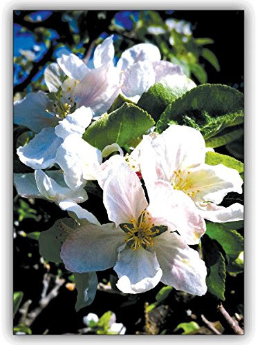 Kartenkaufrausch 1 Geburtstagskarte: Foto Grußkarte: Der blühende Apfel zum Geburtstag, Jubiläum, Geschenkkarte • um zum Geburtstag zu gratulieren mit Umschlag geschäftlich & privat