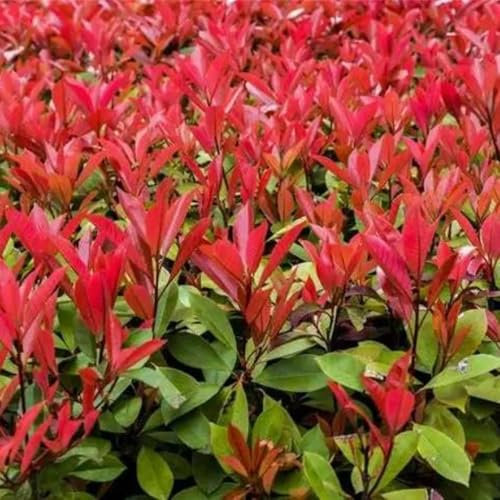 300 piezas Semillas de Níspero Red Robin regalos para jardineros Photinia Fraseri regalo de semillas de plantas Árboles bonsai plantando árboles, semillas de flores como regalo para