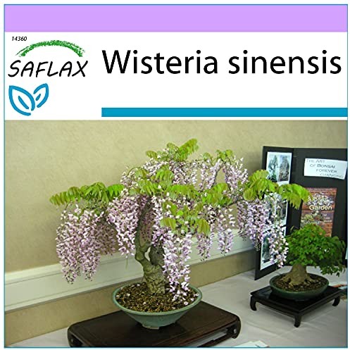 SAFLAX - Bonsai - Blauregen - 4 Samen - Wisteria sinensis