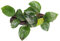 ANUBIAS NANA su legno - misura 10 cm