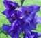 Sumpf frisch 10 Stück Gladiolen Blumensamen zum Pflanzen von Blau