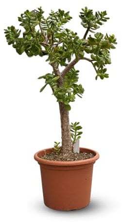 Attitude Jardin - Crassula ovata - arbre de jade - 80-90 cm - ⌀ 30 cm - cactus et plantes grasses