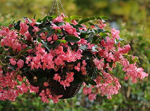 Begonia Dragon Wing Pink | 6 Plug Plants | Bedding