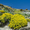 semillas de aliso amarillo - flores de verano silvestres Plantas perennes resistentes para pleno sol Camas elevadas jardín 350pcs