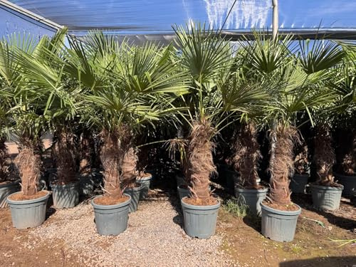 Sunny Tree - Palme - Trachycarpus Fortunei - Chinesische Fächerpalme - Hanfpalme - 230-250 CM Inklusif Topf - Stammhöhe 80-100 cm - Winterhart bis -18