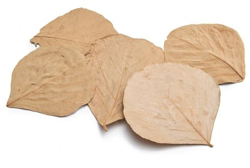 NaDeco Cobra Blätter getrocknet im Beutel mit 100 STK. Butea monosperma Cobra Leaves Deko Blätter Getrocknete Blätter zur Dekoration Terrarium Dekoration