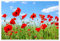 Rote Mohnblumen auf der grünen Wiese Poster 30 x 20 cm Blau Wandbilder Wanddeko