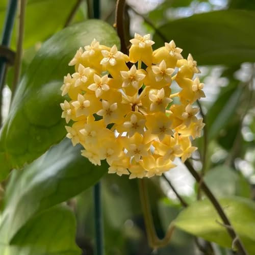 300 pcs Hoya Pflanze Kaufen Samen, garten geschenke, grünpflanzen Hoya Carnosa Samen, winterharte blumen, garden Balkonblumen, Pflanzen Winterhart Draußen bienenwiese saatgut mehrjährig
