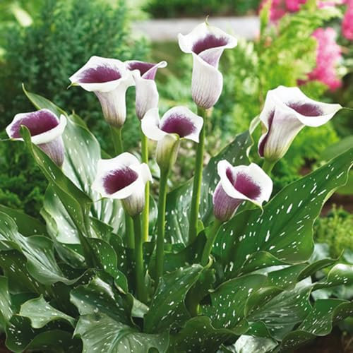 Calla Bulbi Bulbibulbi Di Calla Ama Un Ambiente Caldo,Resistente Al Freddo E Alla Siccità Enormi Bulbi Fioriscono Più Volte, Umido E Soleggiato. Grandi Fiori Bellissimi, 4bulbi