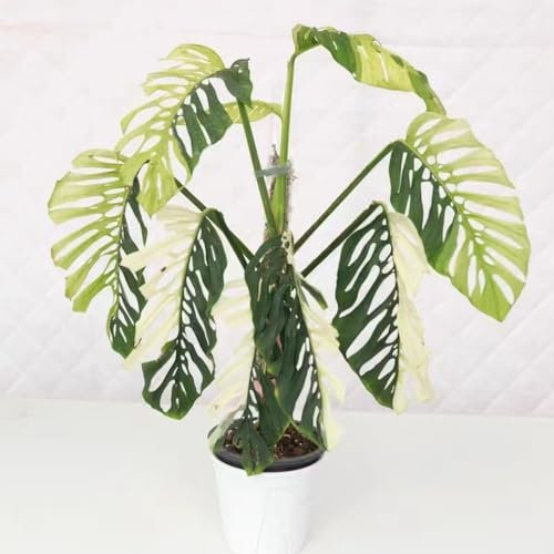 semi di pianta monstera Monstera deliziosa serra piante verdi Monstera variegata appartamento facili da curare, bonsai interno di piante esotici, 300pcs