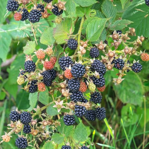 moras plantas semillas resistentes - Semillas de plantas de balcón orgánicas. zarzamora plantas perennes resistentes a la fruta jardín de regalos bonsái El árbol bonsái es una planta 300pcs