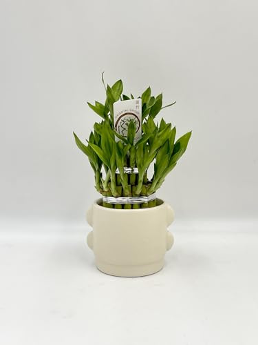 Dracaena Sanderiana, Water Big Bamboo Plants in 10cm Diameter White Ceramic Vase