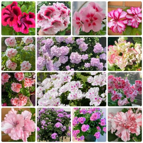 300 Pcs Geranien Samen Hängend Mehrjährig - Blumenwiese Herbstaussaat Mehrjährig, Wohnzimmer Deko, Pelargonium Hortorum, Bienenwohl Wildblumensamen, Hochbeet Samen Pflanzen Für Draußen