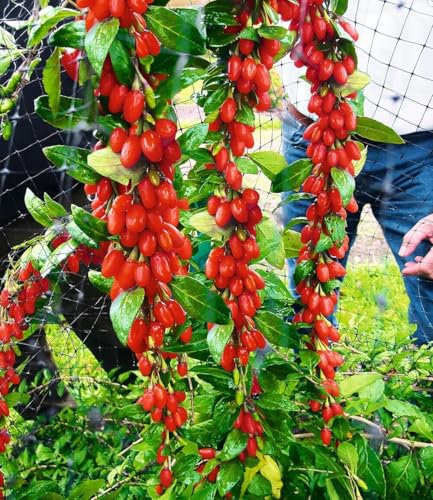BALDUR Garten Goji 'Sweet Lifeberry®',1 Pflanze, vitamin- & mineralreich, trägt viele Früchte, süße Note, kompakter Wuchs, winterhart, selbstfruchtend, pflegeleicht