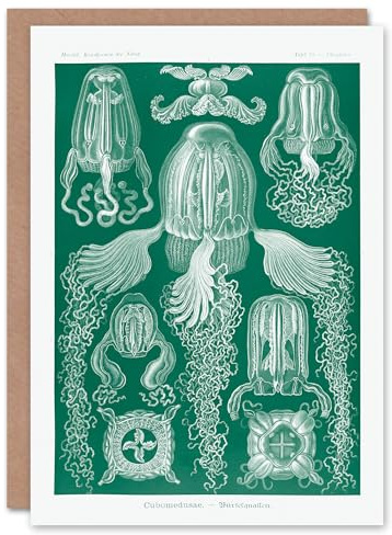 Artery8 Ernst Haeckel Art Card Cubomedusae Jellyfish Species