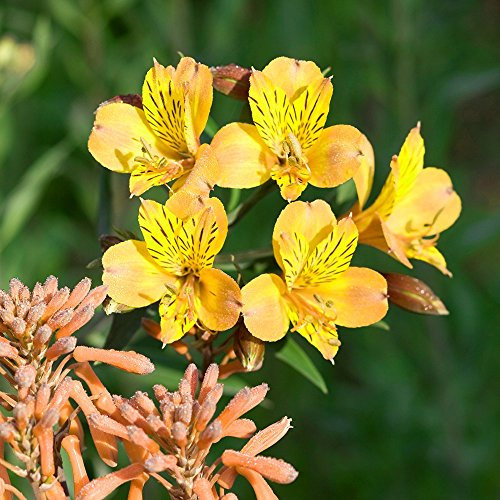 Alstroemeria Colorita 'Lisa' Yellow Peruvian Lily Herbaceous Perennial | 9cm Pot
