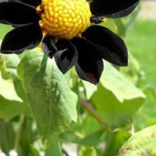 Saterkali Schwarze Dahlie-Samen, 20 Stück/Beutel Schwarze Dahlie-Samen, seltene lebensfähige Landschaftsgestaltung, natürliche Topfpflanzen-Setzlinge für den Hof Samen