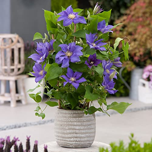 You Garden - 2 x Patio Clematis 'Olympia Boulevard' in a 10.5cm Pots