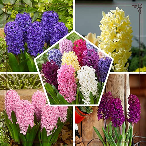 jacintos bulbos bulbos otoño interior flores bulbos bulbos de plantas bulbos de flores exterior raras ulbos otoño