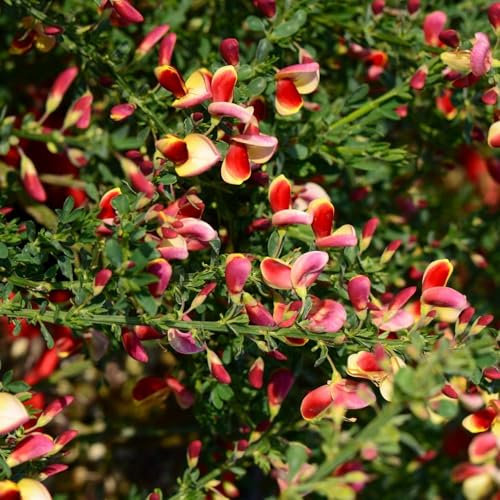 Cytisus Goldfinch Garden Broom Shrubs Pack of 3 by Direct Plants
