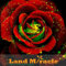 Regenbogen Rose Samen-Selten Baccara Hybrid Tee Rose-Wild Bush Rose Blume Pflanze für DIY Haus Garten Pflanze-20pcs