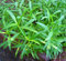 SEED estragón, SEED HIERBA, herencia, orgánico, 500 semillas, NO OGM, SPICE, Taragon