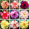 Wüstenrose zwiebeln,winterharte,wüstenrose bonsai,wüStenrose pflanze winterhart mehrjäHrig,wüstenrose zimmerpflanze,wüstenrose Pflanze Knolle,adenium pflanze,desert rose plant.-3 zwiebeln-A