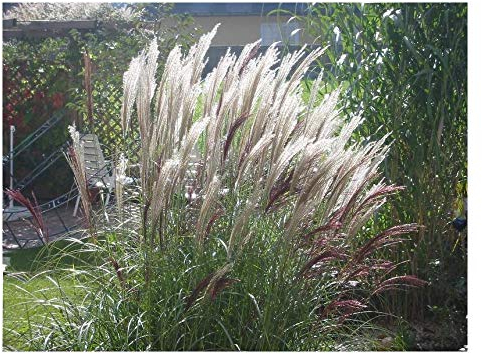 3 x Miscanthus sinensis 'Silberfeder' im 1 Liter Topf (Ziergras/Gräser/Winterhart/Mehrjährig/Staude) Chinaschilf - Filigrane Halme, die im Wind tanzen - von Stauden Gänge
