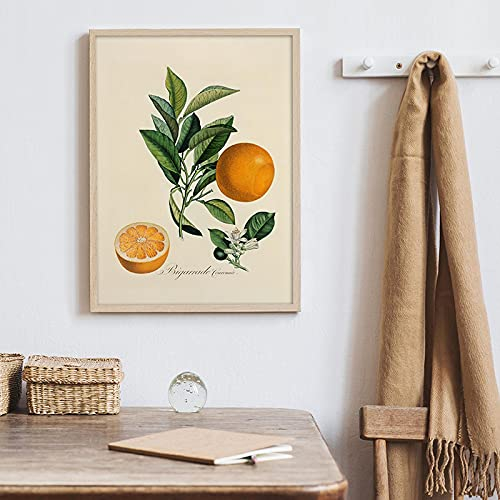 SXKJ Vintage Früchte Poster Orange Zitrone Gemälde Botanischer Leinwanddruck Antikes Bild Wandkunst Küche Wohnzimmer Wohnkultur 30x45 cm Rahmenlos