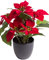 DPI künstliche Poinsettie/Weihnachtsstern im schwarzen Kunststofftopf (ca. 25 x 30 cm)