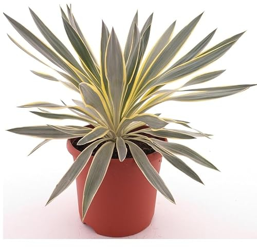 Giglio – Palma – Yucca gloriosa Citrus – Fili Giglio di palma – Altezza totale: 50 – 70 cm, pentola: Ø 26 cm – 8,4 l. [9323]