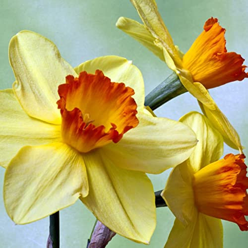 Narciso Bulbo, Bulbo Narciso De OtoñO Bulbos, Narcisos Flores, de plantación Multicolor, De Narcisos FáCil De Cultivar, Novato, JardíN, Calas Gigantes Bulbos De Calas, 10bulbos-F