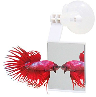 ICA AA204 Espejo para Peces Betta, Ventosa de Fijación