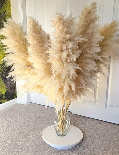 Pampasgras Groß, 11 Stück 110CM Pampasgras Deko Natürliche und Flauschige Pampas Grass XXL Getrocknet Bouquet für Tisch Schlafzimmer Hochzeit Wohnzimmer DIY Trockene Trockenblumen