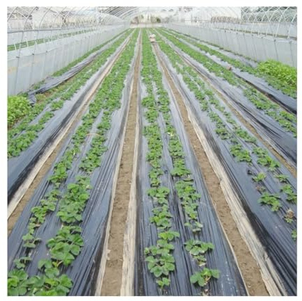 JOSUR Film de paillis Noir à 5 Trous, for Le Jardinage de Plantes de semis de légumes de Fleurs, Membrane de paillage en Film PE perforé(0.95x15m)