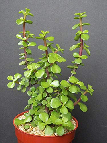 seedsown Keimfutter: Portucalaria Affra Grün Rare Elephant Bush Mini Jade Tree Bonsai 4 Plant