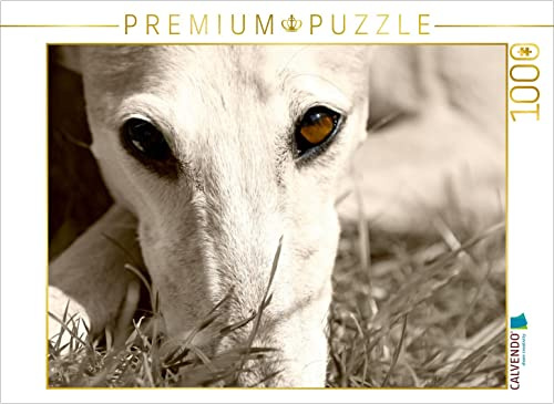 CALVENDO Puzzle EIN Motiv aus dem Kalender Galgo Eye-Catcher | 1000 Teile Lege-Größe 64 x 48 cm Foto-Puzzle für glückliche Stunden