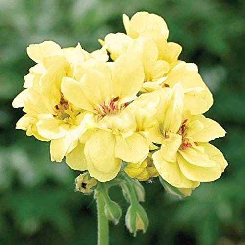 Ponak New Fresh 20 Stück Gelbe Geranien-Blumensamen