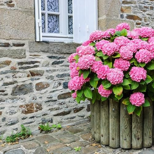 Sustrato Plantas Ácidas PREMIUM Formato de 5 Litros Suelo Natural